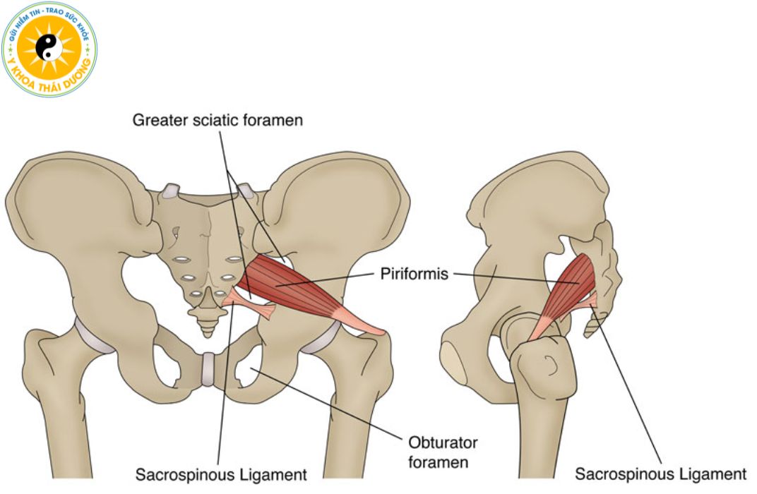 Đau thần kinh tọa và hội chứng Piriformi: Cách nhận biết và phân biệt nhanh chóng